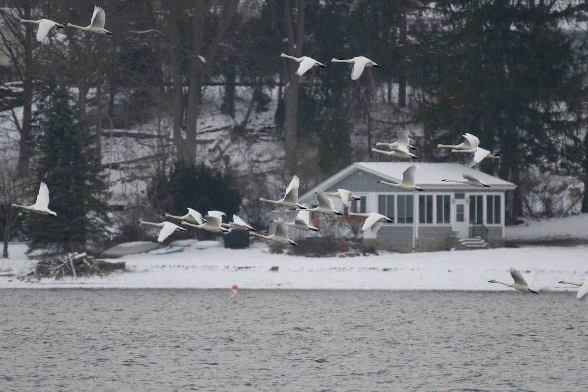 labuť malá - ML646374865