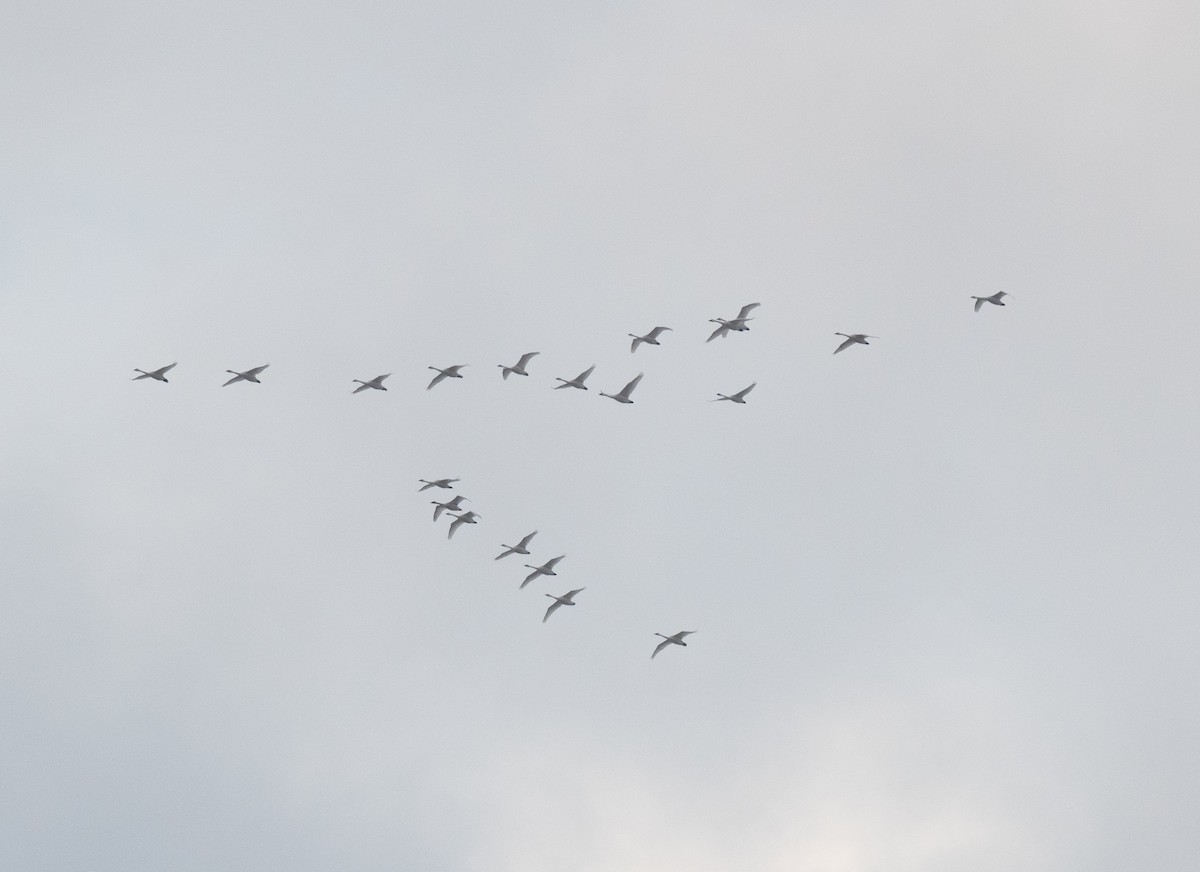 labuť malá - ML646374866