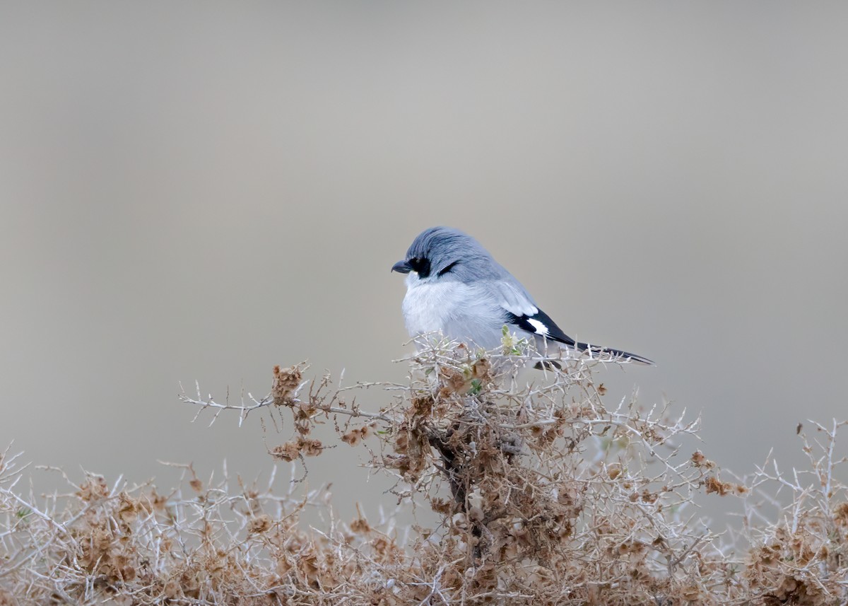 Loggerhead Shrike - ML646374867