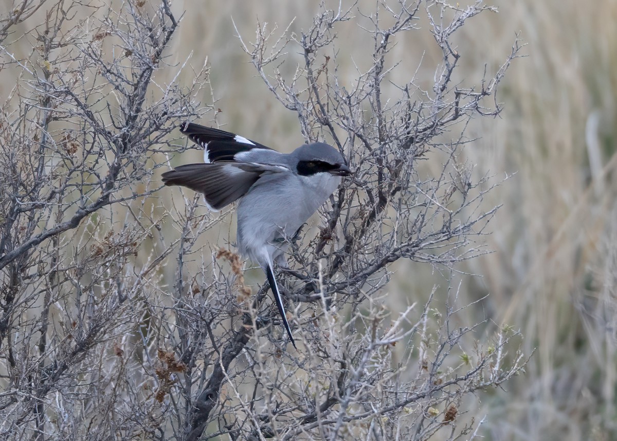 Loggerhead Shrike - ML646374868