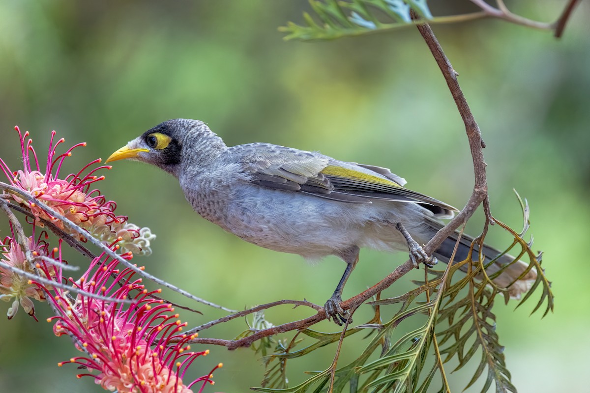 Noisy Miner - ML646374869