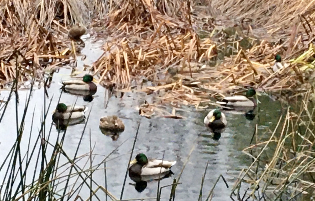 Mallard - ML646374870