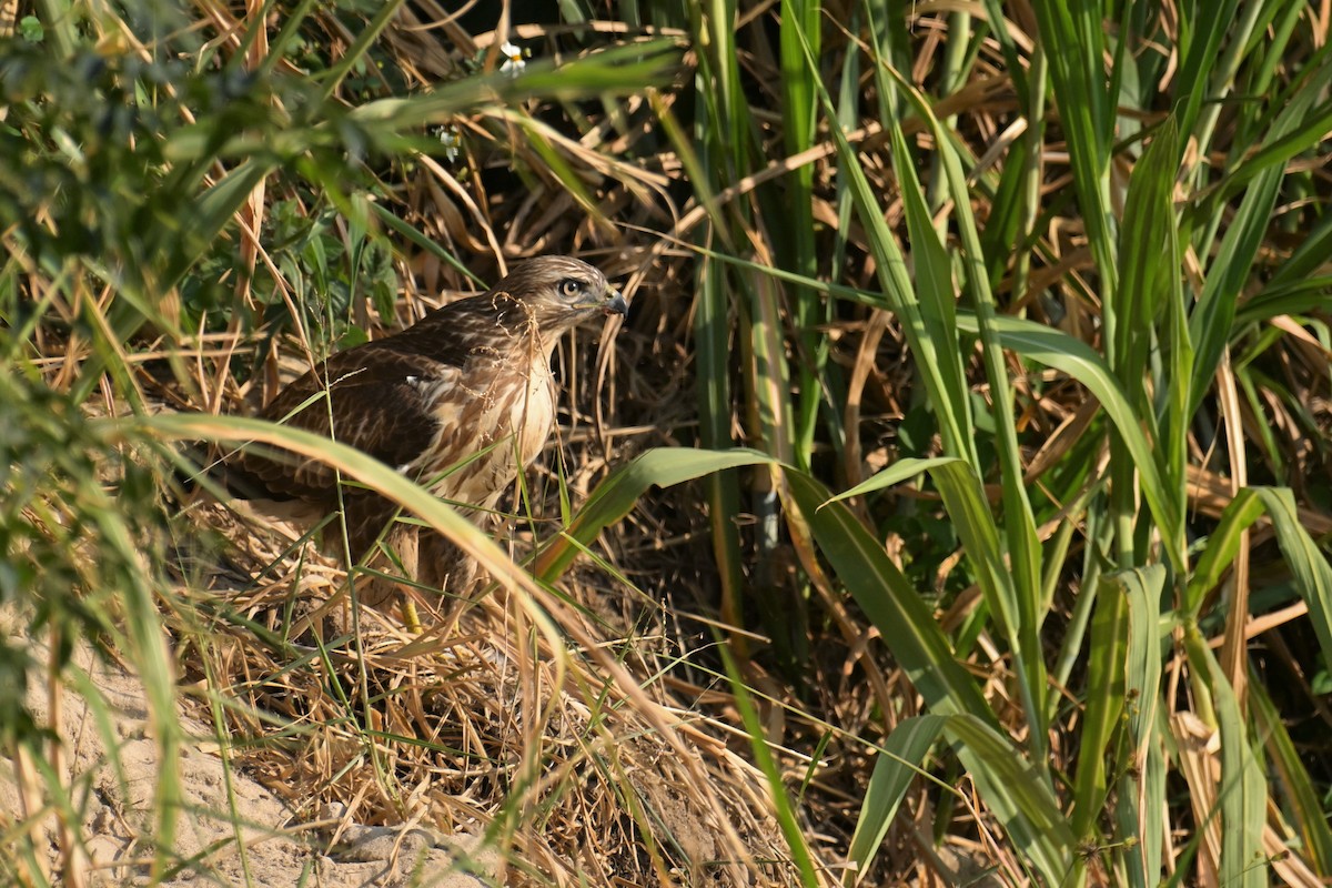 Eastern Buzzard - ML646374872