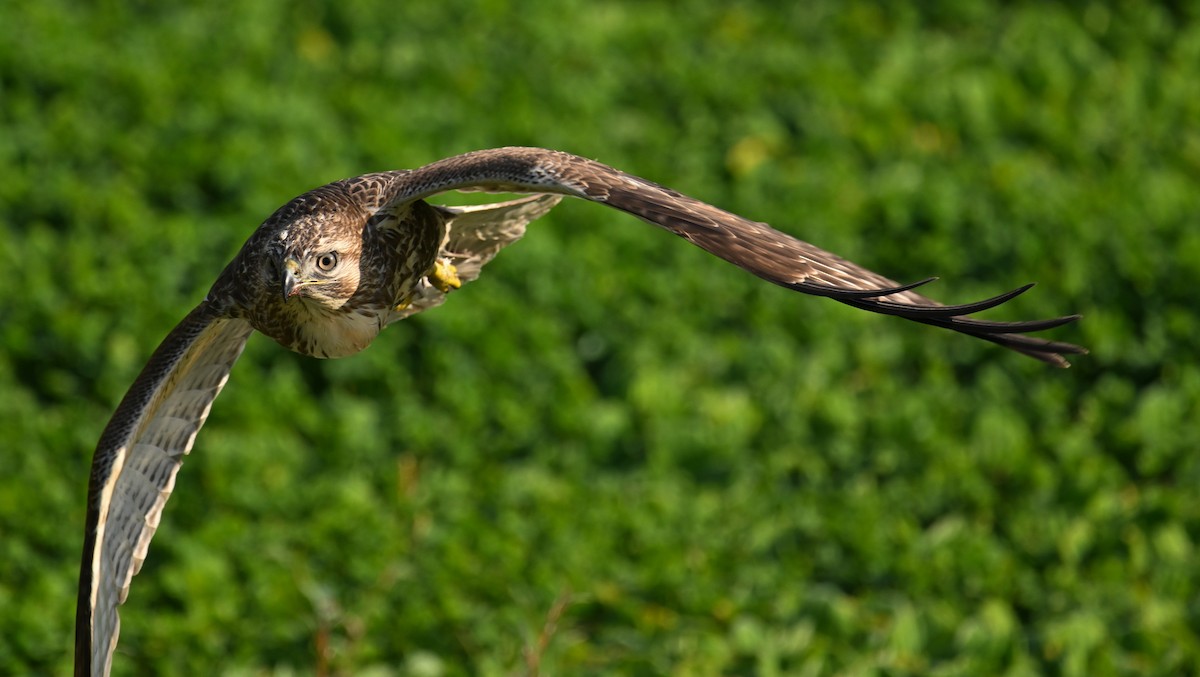 Eastern Buzzard - ML646374873