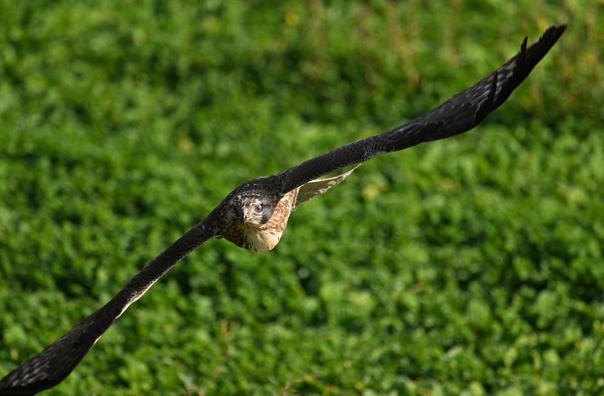 Eastern Buzzard - ML646374874