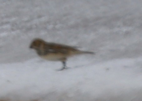 Буулгат хөмрөг - ML646374875