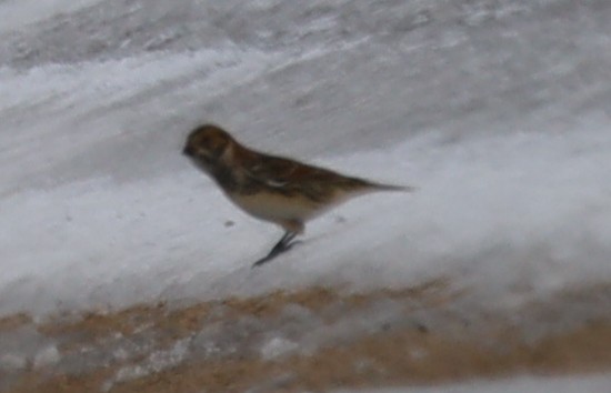 Буулгат хөмрөг - ML646374876