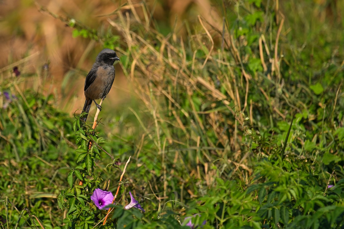 Long-tailed Shrike (schach) - ML646374877