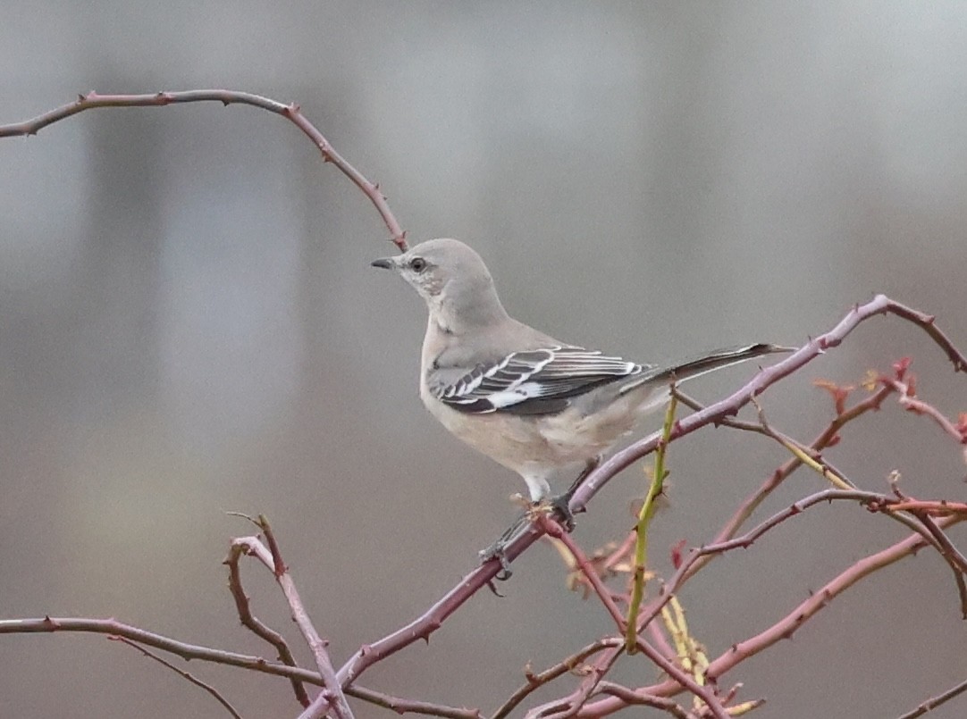 Пересмішник багатоголосий - ML646374878