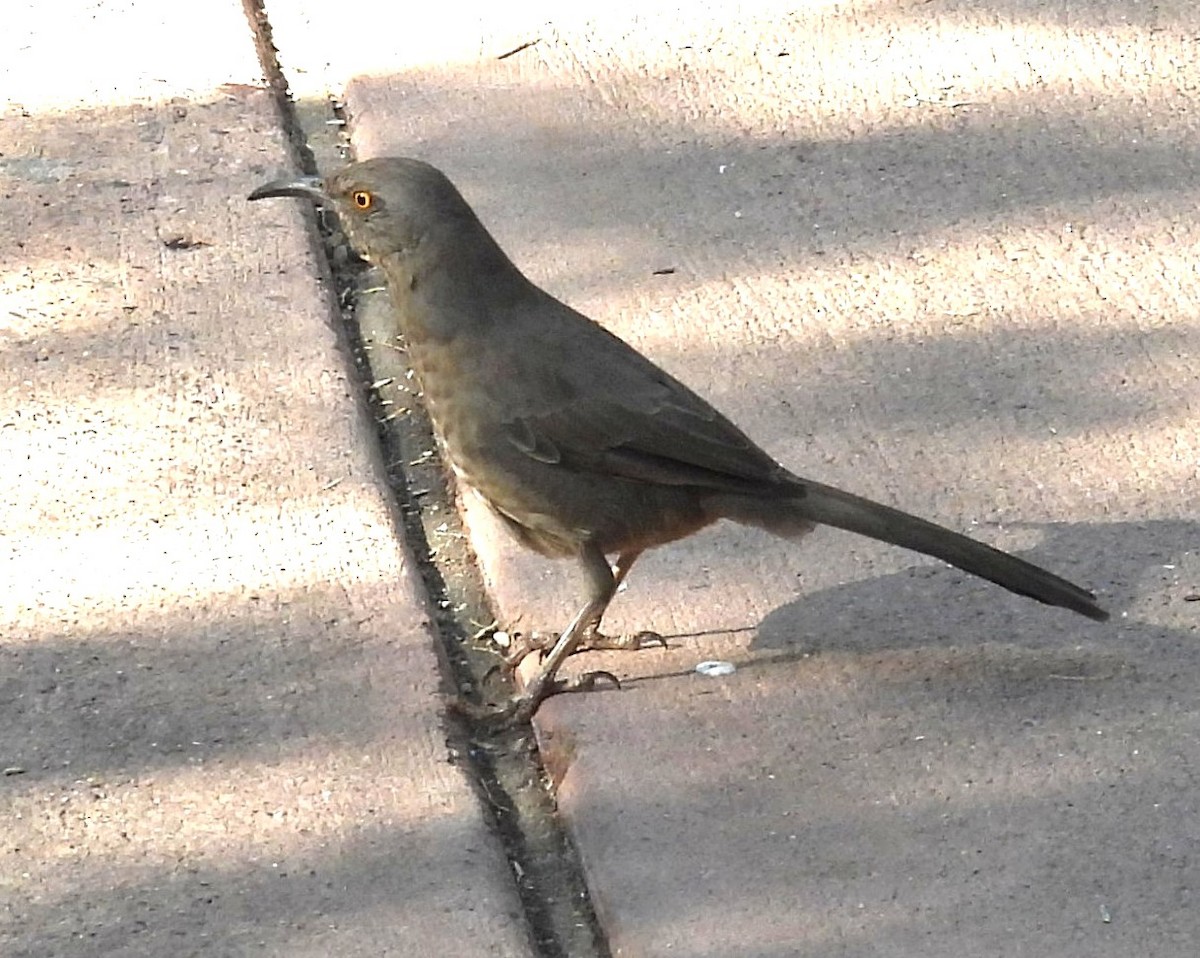 Curve-billed Thrasher - ML646374879