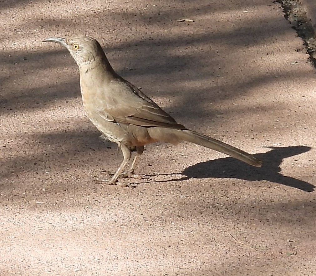 Curve-billed Thrasher - ML646374880
