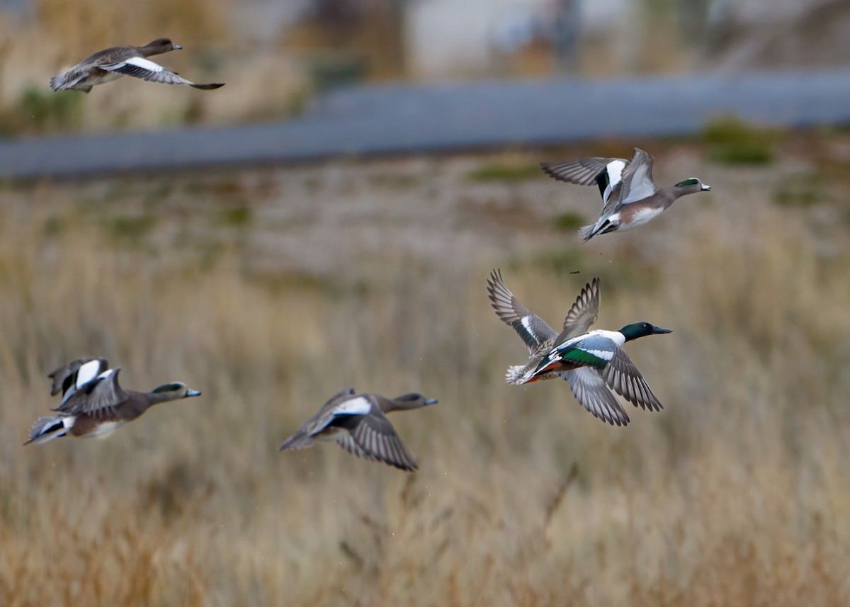 Fischione americano - ML646374881