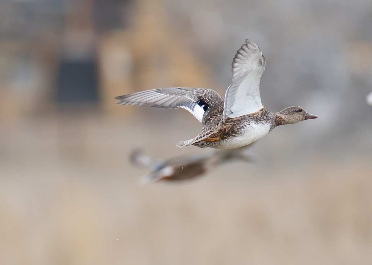 Canapiglia - ML646374882