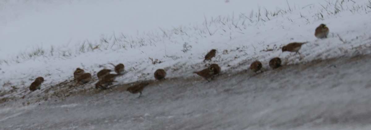 Эвэрт болжмор - ML646374887