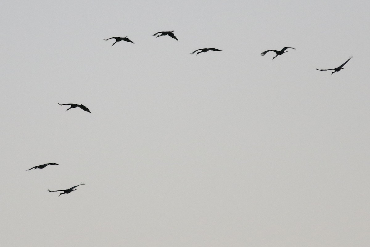 Sandhill Crane - ML646374889