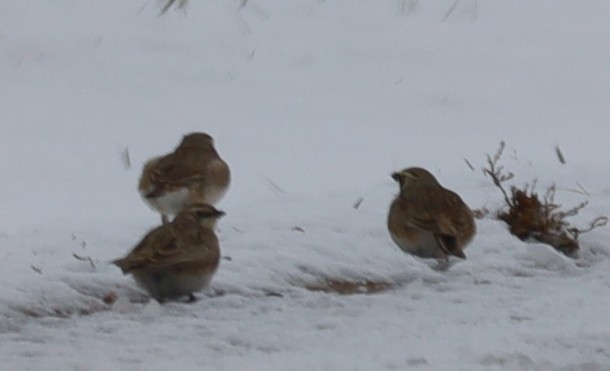 Эвэрт болжмор - ML646374890