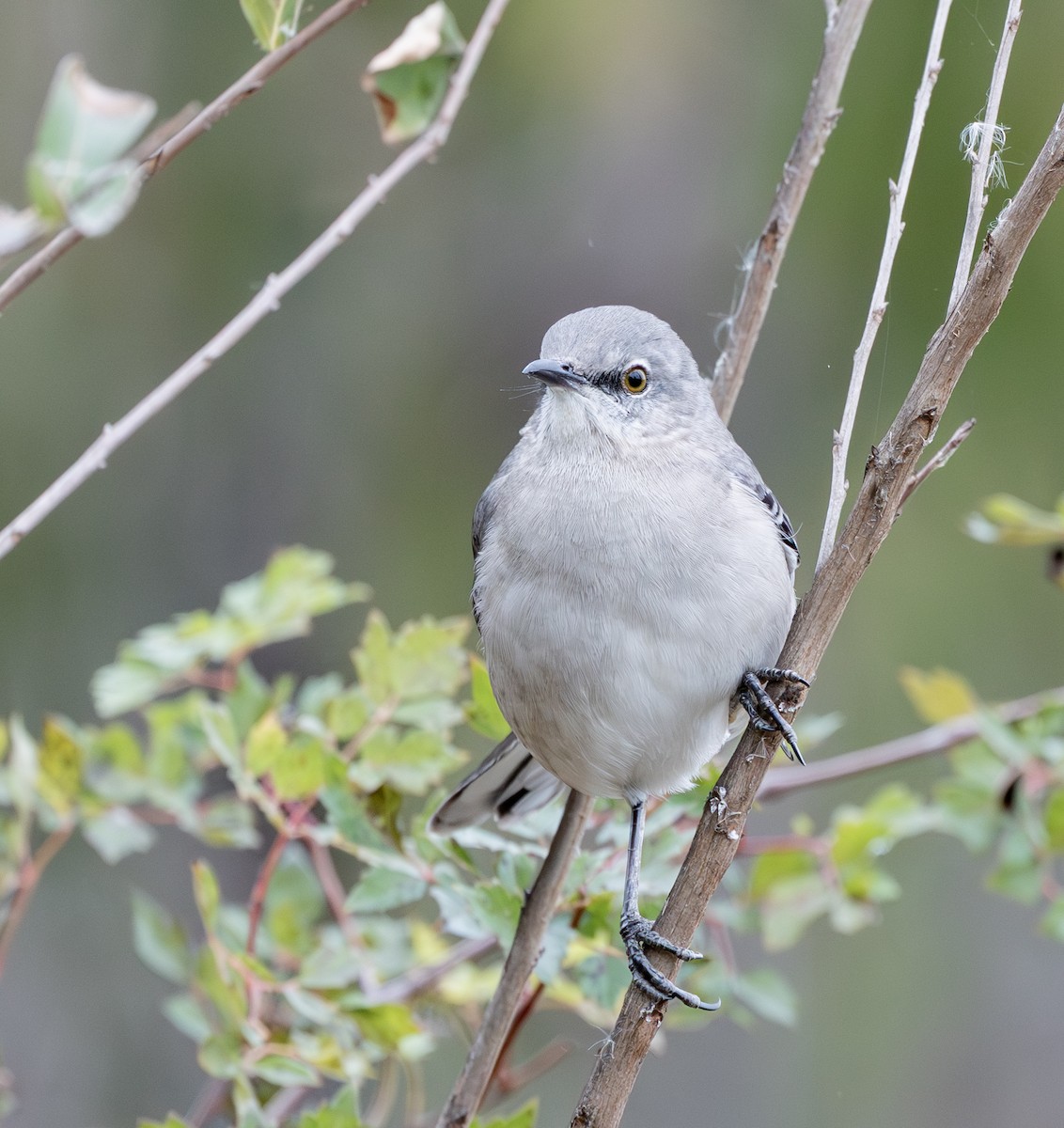 Пересмішник багатоголосий - ML646374892