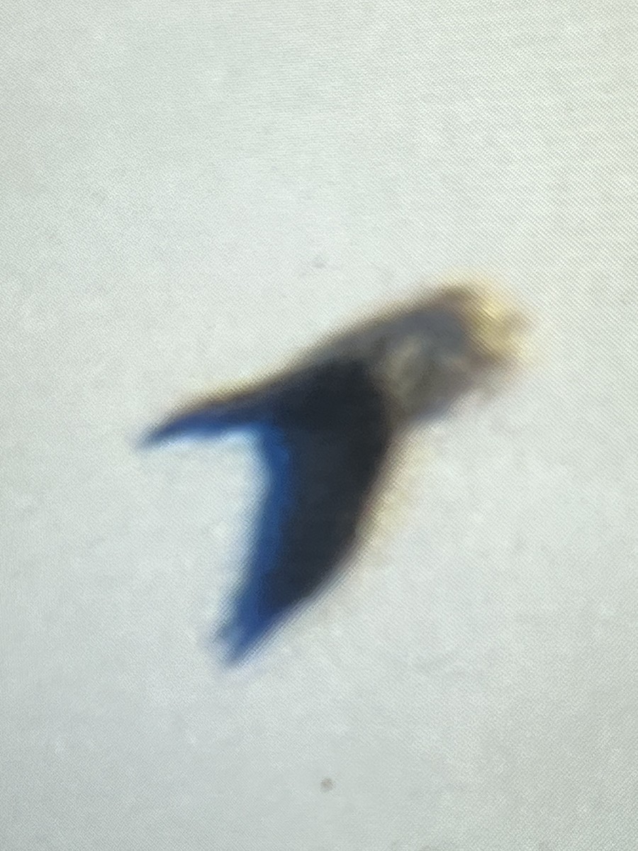 diurnal raptor sp. - ML646374893