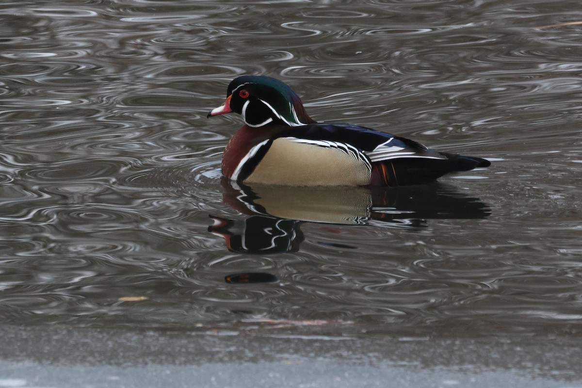 Wood Duck - ML646374894
