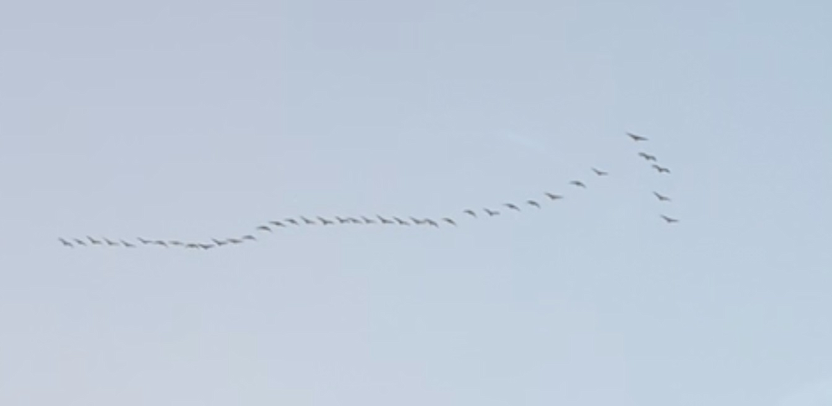 Canada Goose - ML646374895