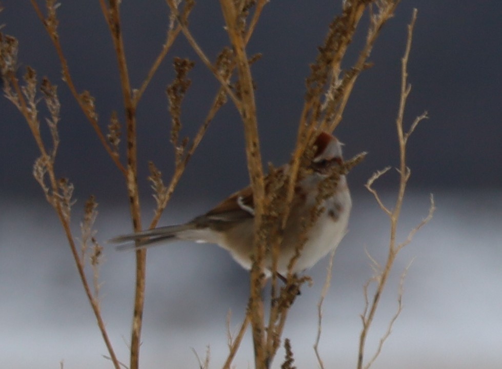 American Tree Sparrow - ML646374898