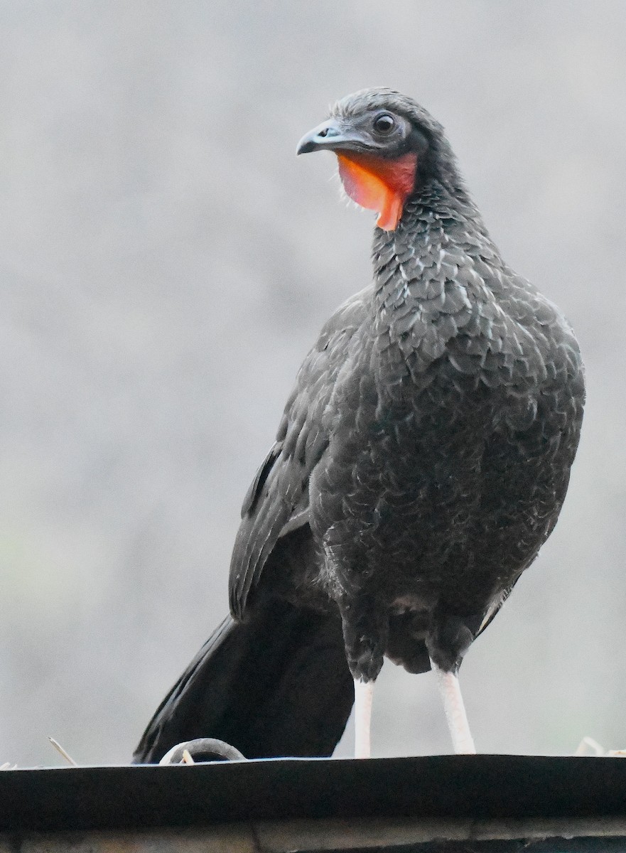 White-winged Guan - ML646374900