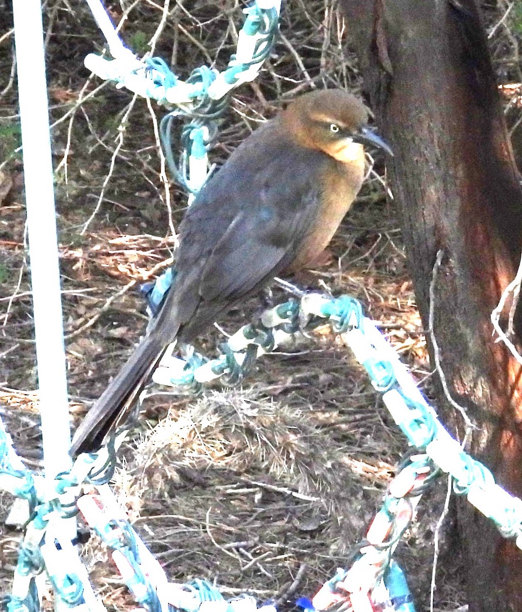 Great-tailed Grackle - ML646374903