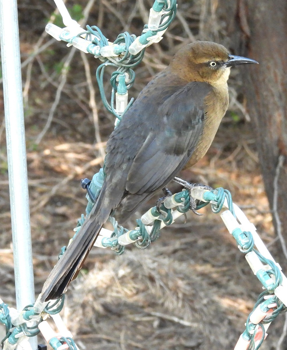 Great-tailed Grackle - ML646374904