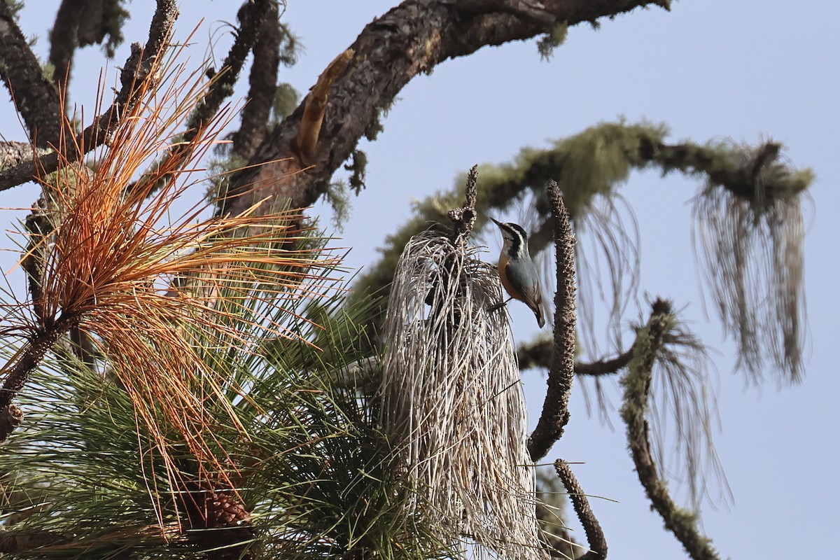 brhlík americký - ML646374905