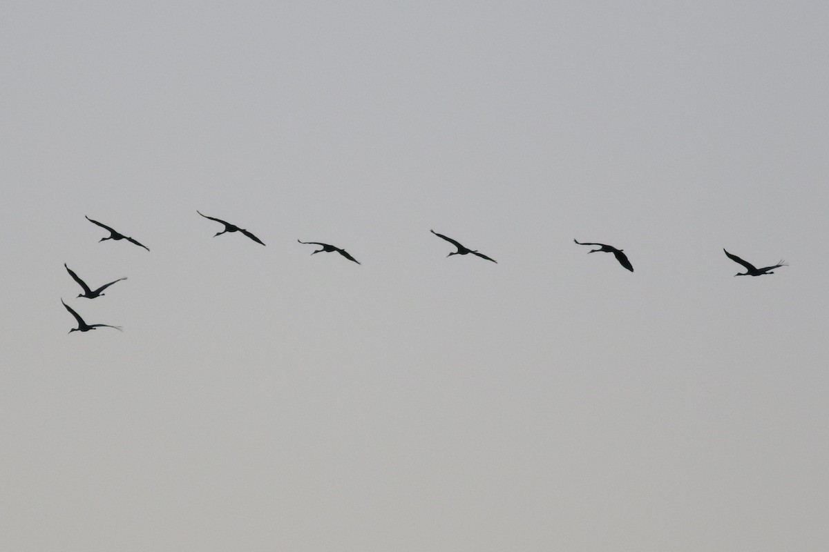 Sandhill Crane - ML646374907