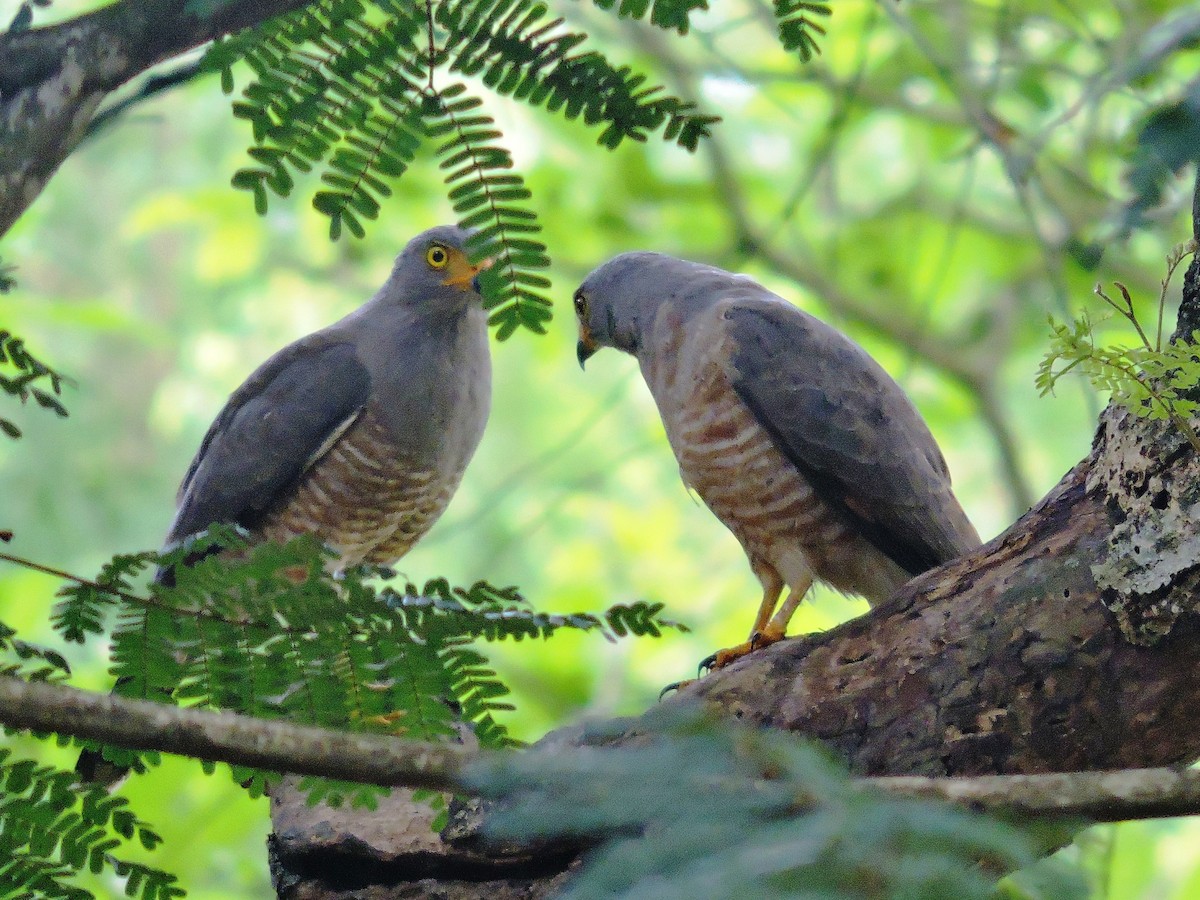 Roadside Hawk - ML646374909