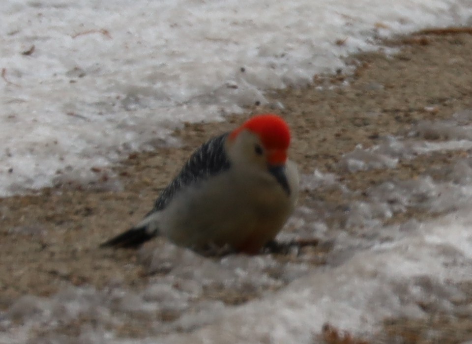 Red-bellied Woodpecker - ML646374912