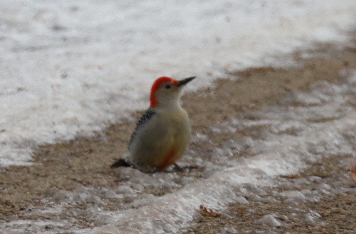 Red-bellied Woodpecker - ML646374913
