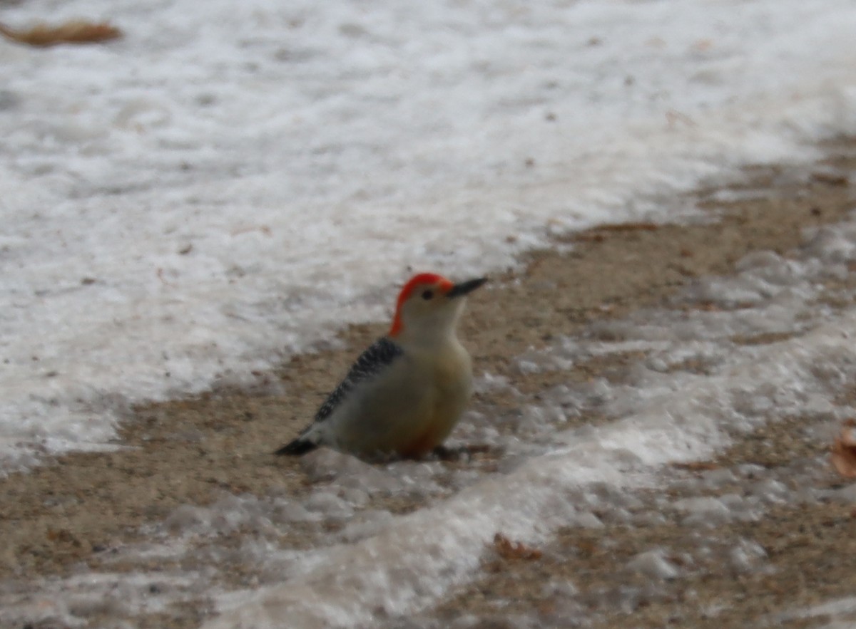 Red-bellied Woodpecker - ML646374914