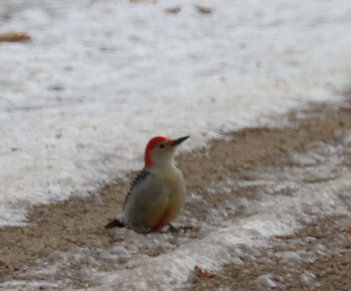 Red-bellied Woodpecker - ML646374915