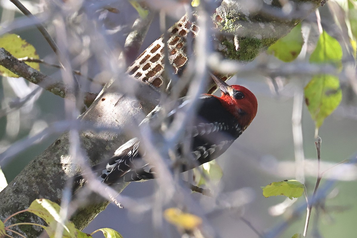 datel červenoprsý - ML646374918