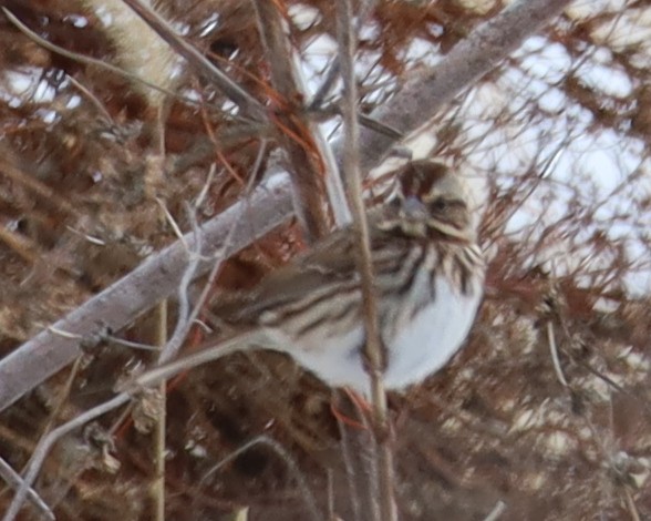 Song Sparrow - ML646374919