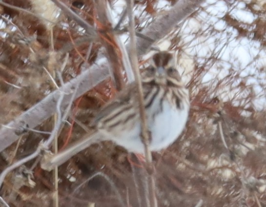 Song Sparrow - ML646374920