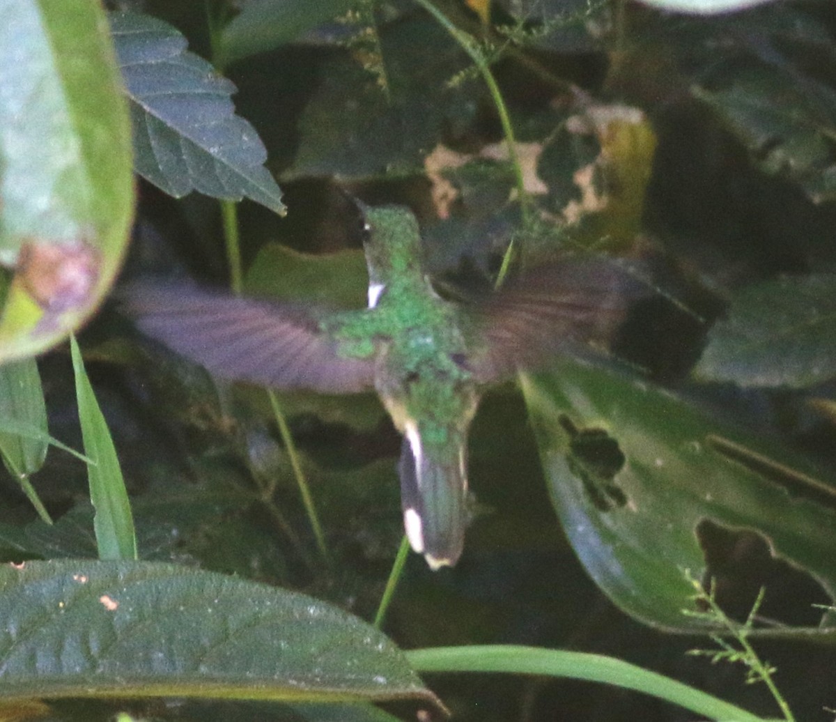 Ecuadorian Piedtail - ML646374921