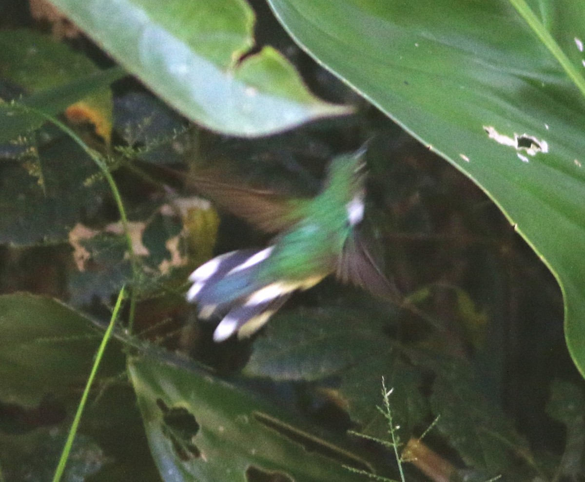 Ecuadorian Piedtail - ML646374922