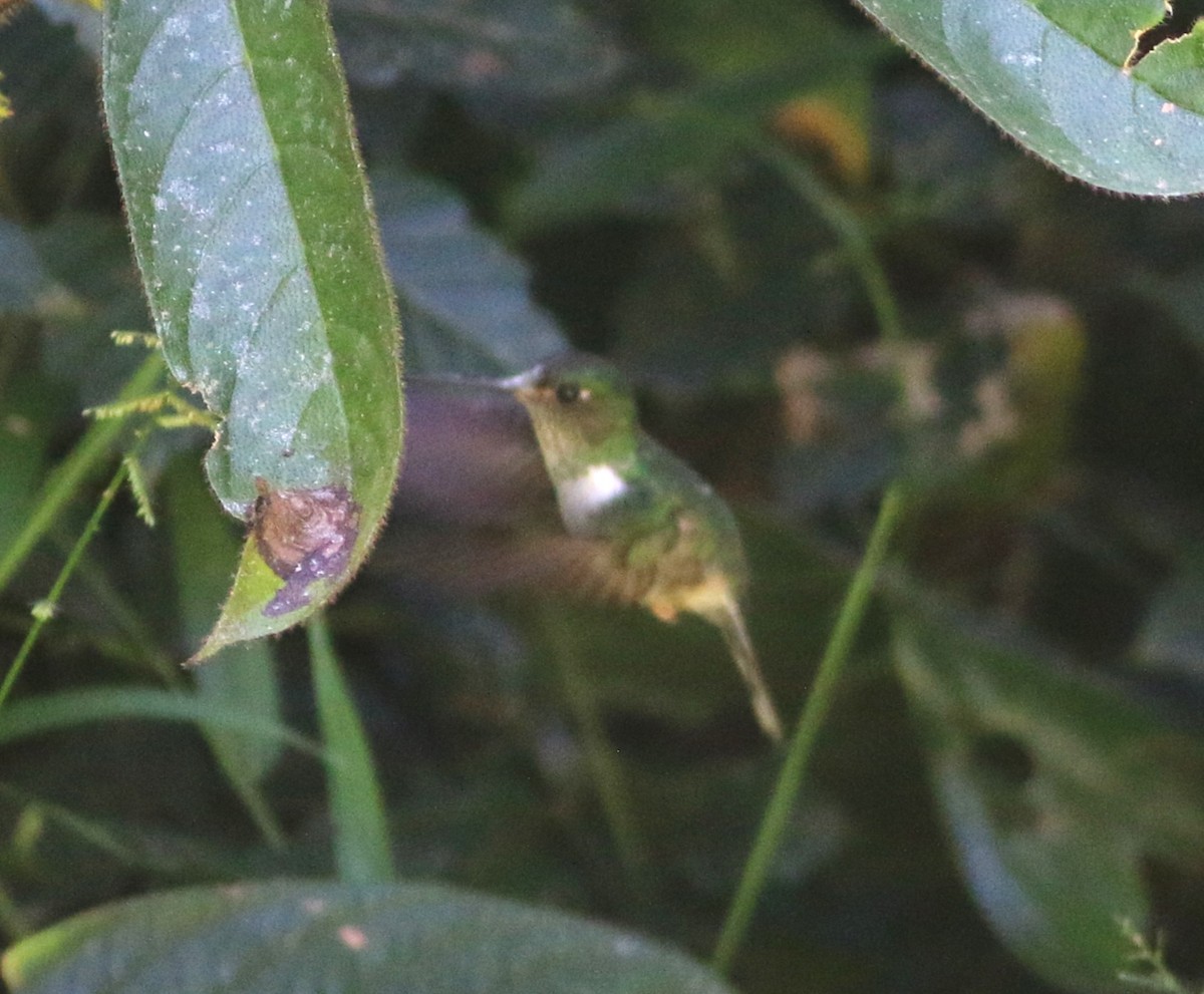 Ecuadorian Piedtail - ML646374923