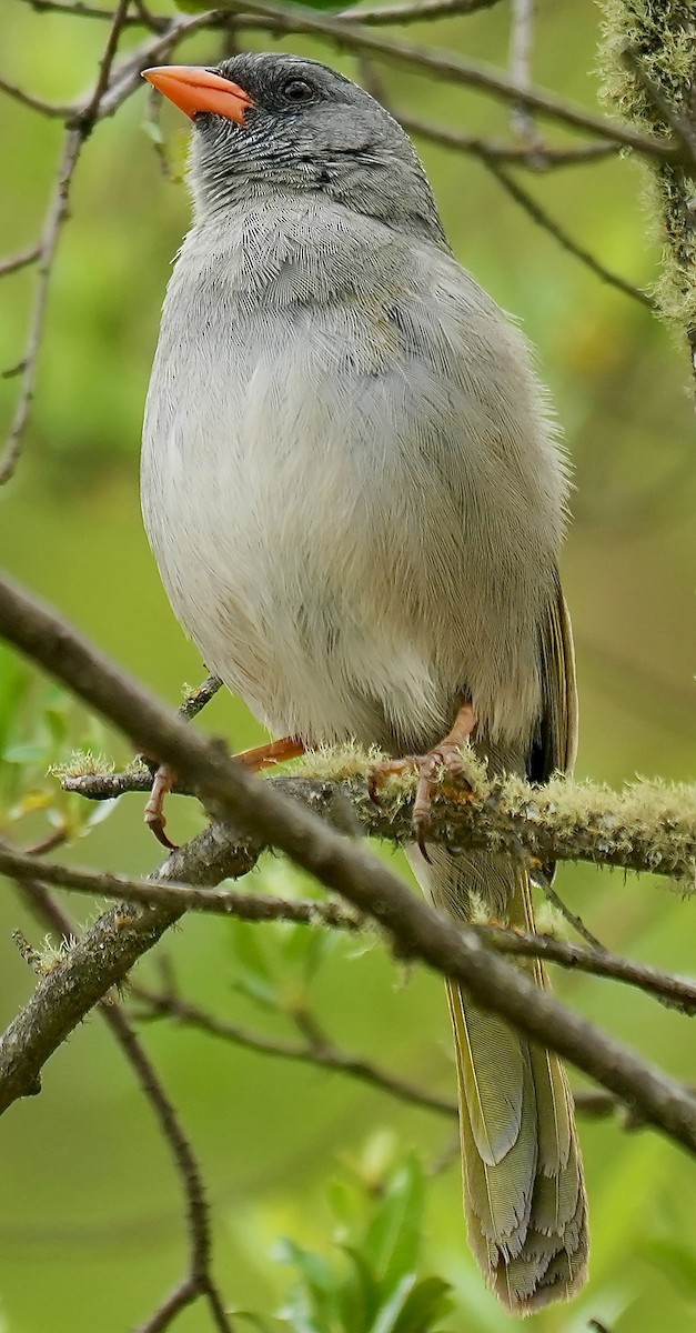 Great Pampa-Finch - ML646374924