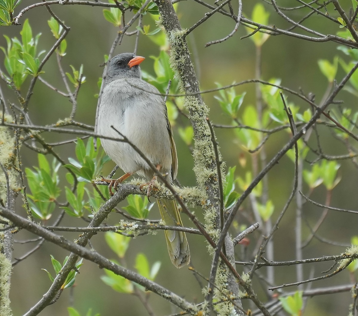 Great Pampa-Finch - ML646374925
