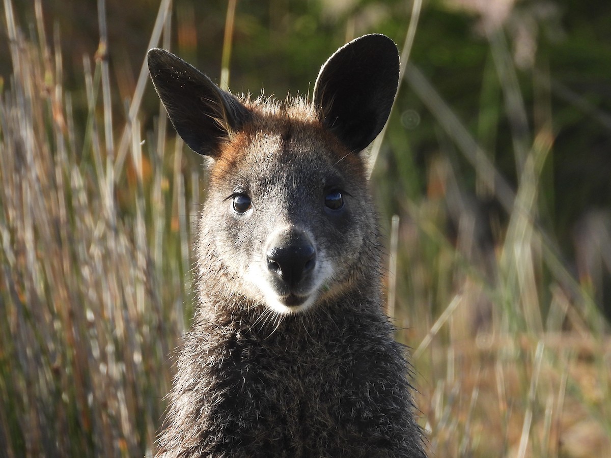 Swamp Wallaby - ML646374926