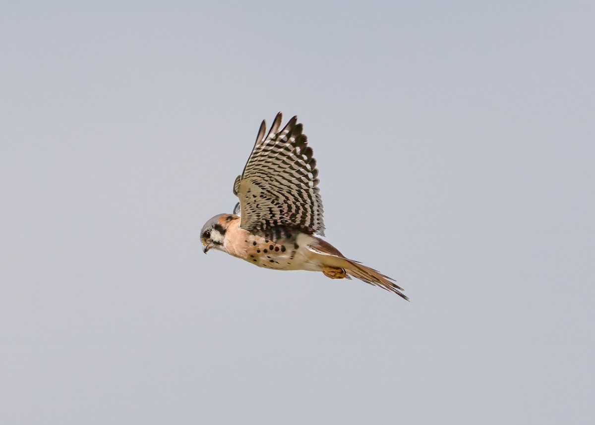 American Kestrel - ML646374928