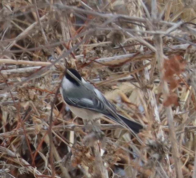 Black-capped Chickadee - ML646374929