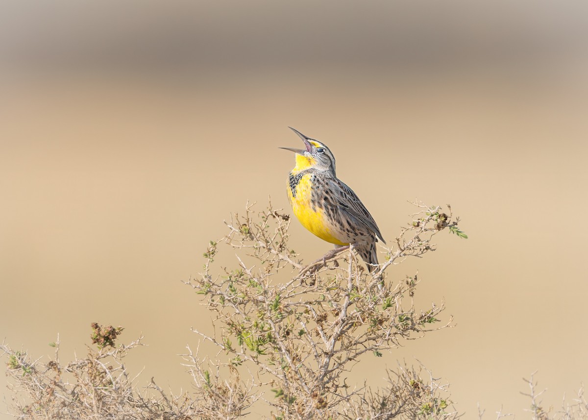 Western Meadowlark - ML646374932