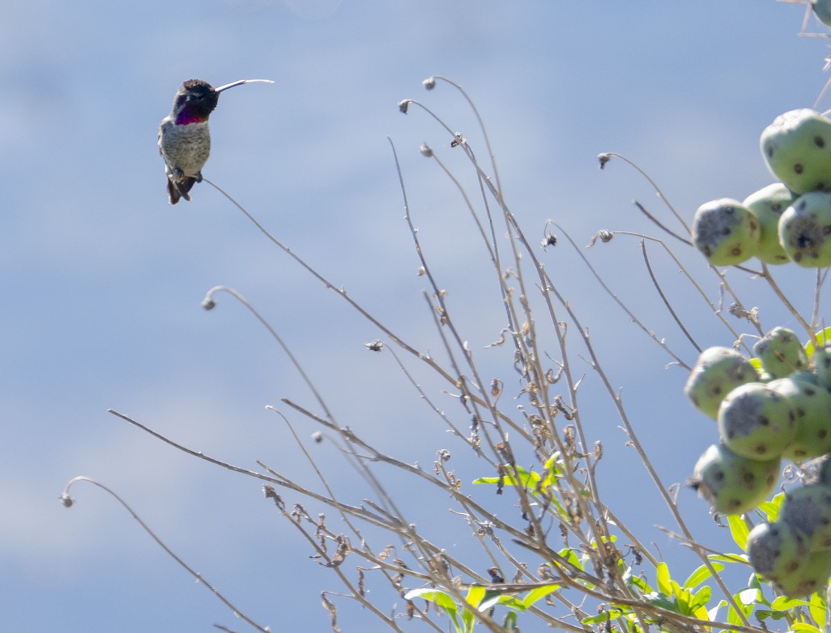 Anna's Hummingbird - ML646374933
