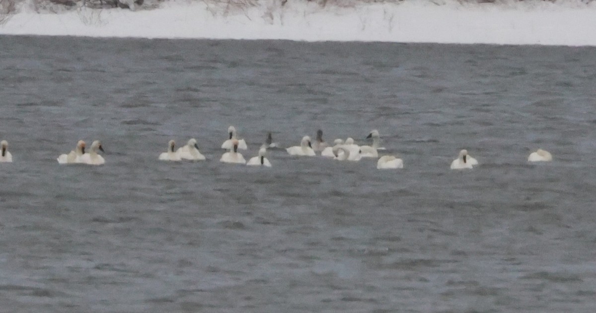 Tundra Swan - ML646374934