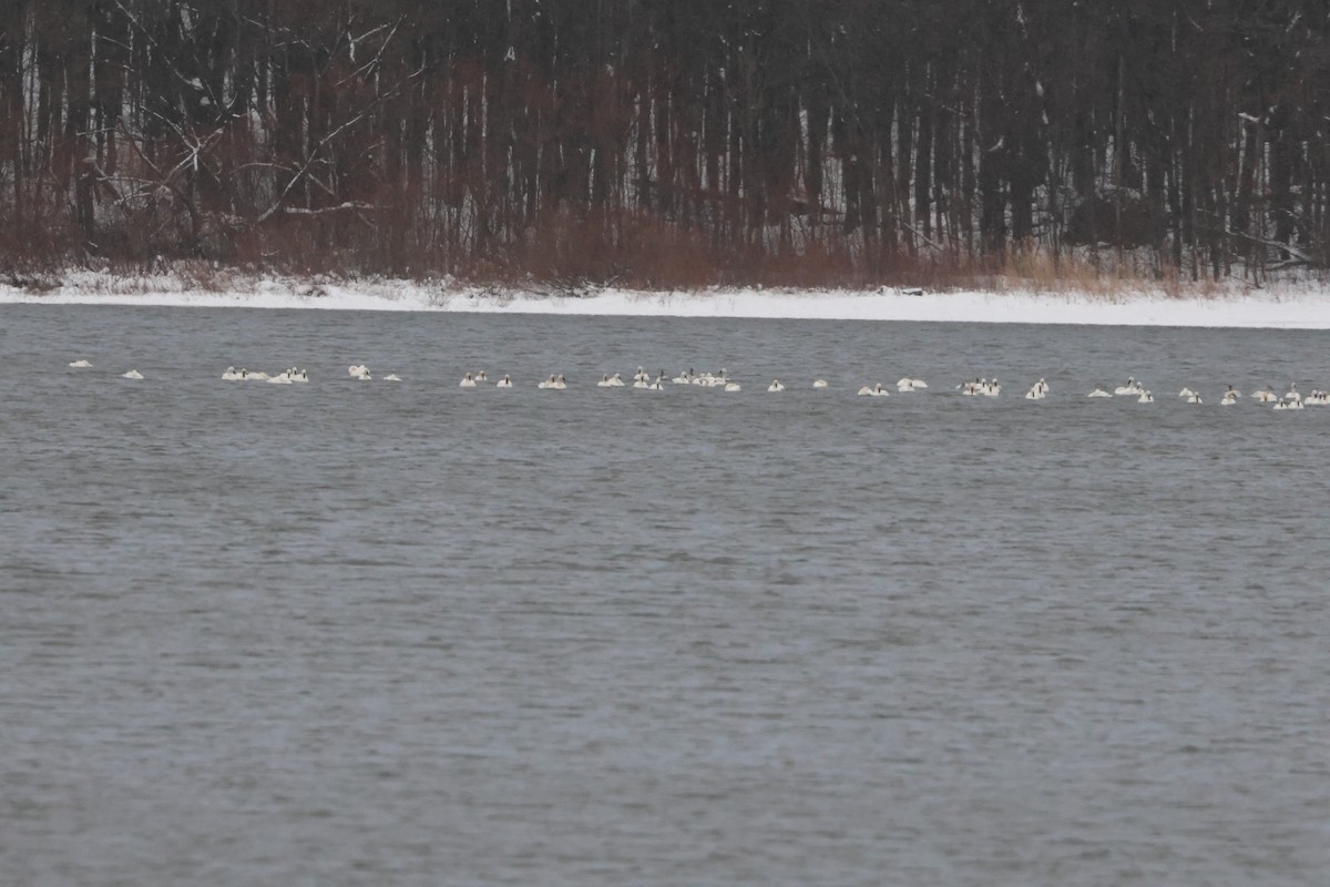 Tundra Swan - ML646374935